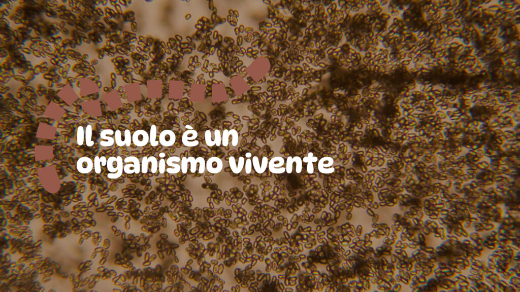 Il suolo è un organismo vivente
