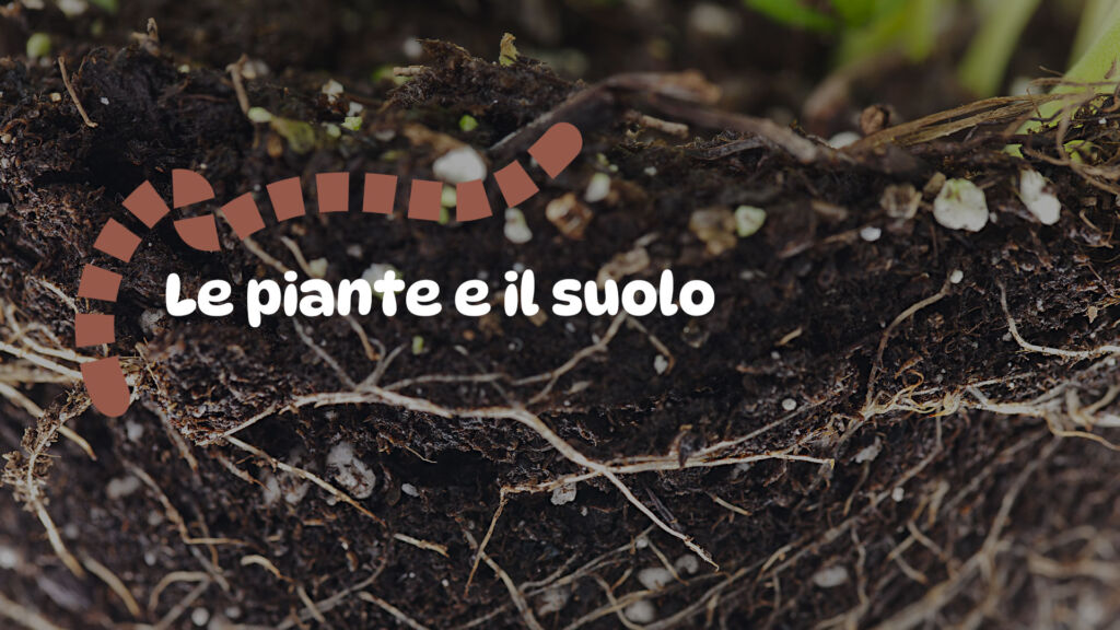 Le piante e il suolo